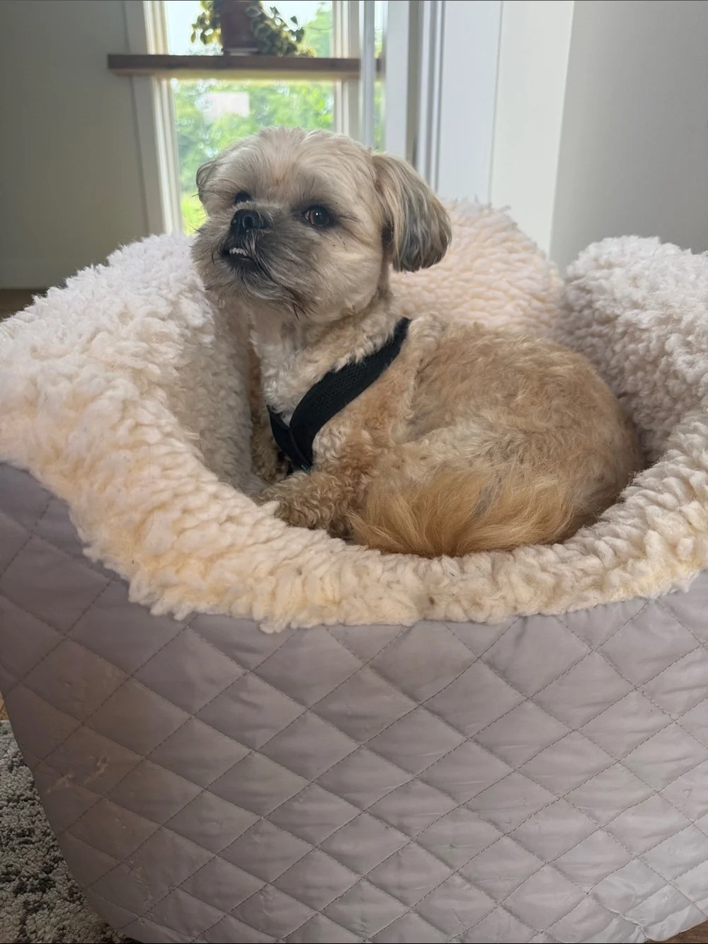Snoozer Lookout Car Seat for Dogs Size Small in light grey Quilted Tech